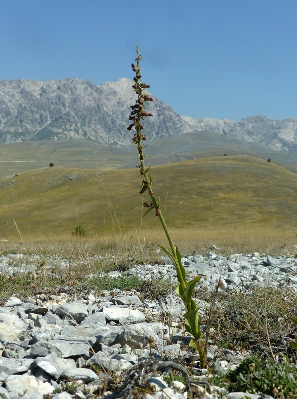 Le belle Epipactis sulle praterie di Campo Imperatore (AQ)  luglio 2025.